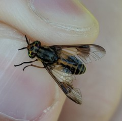 Chrysops lateralis