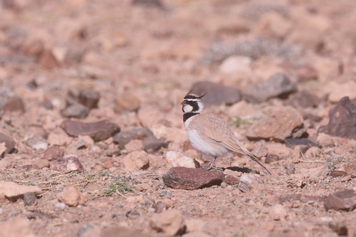 Temminck's Lark (Eremophila bilopha), photo 8