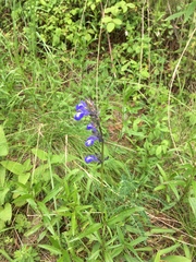 Salvia laevis