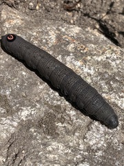 Proserpinus flavofasciata