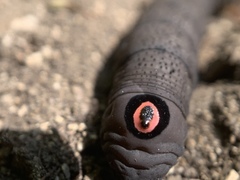 Proserpinus flavofasciata