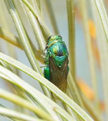 Stilbum