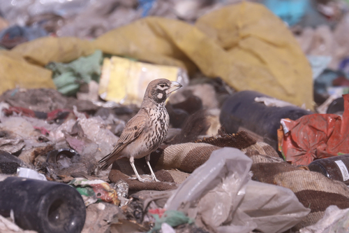 Thick-billed Lark (Ramphocoris clotbey), photo 8