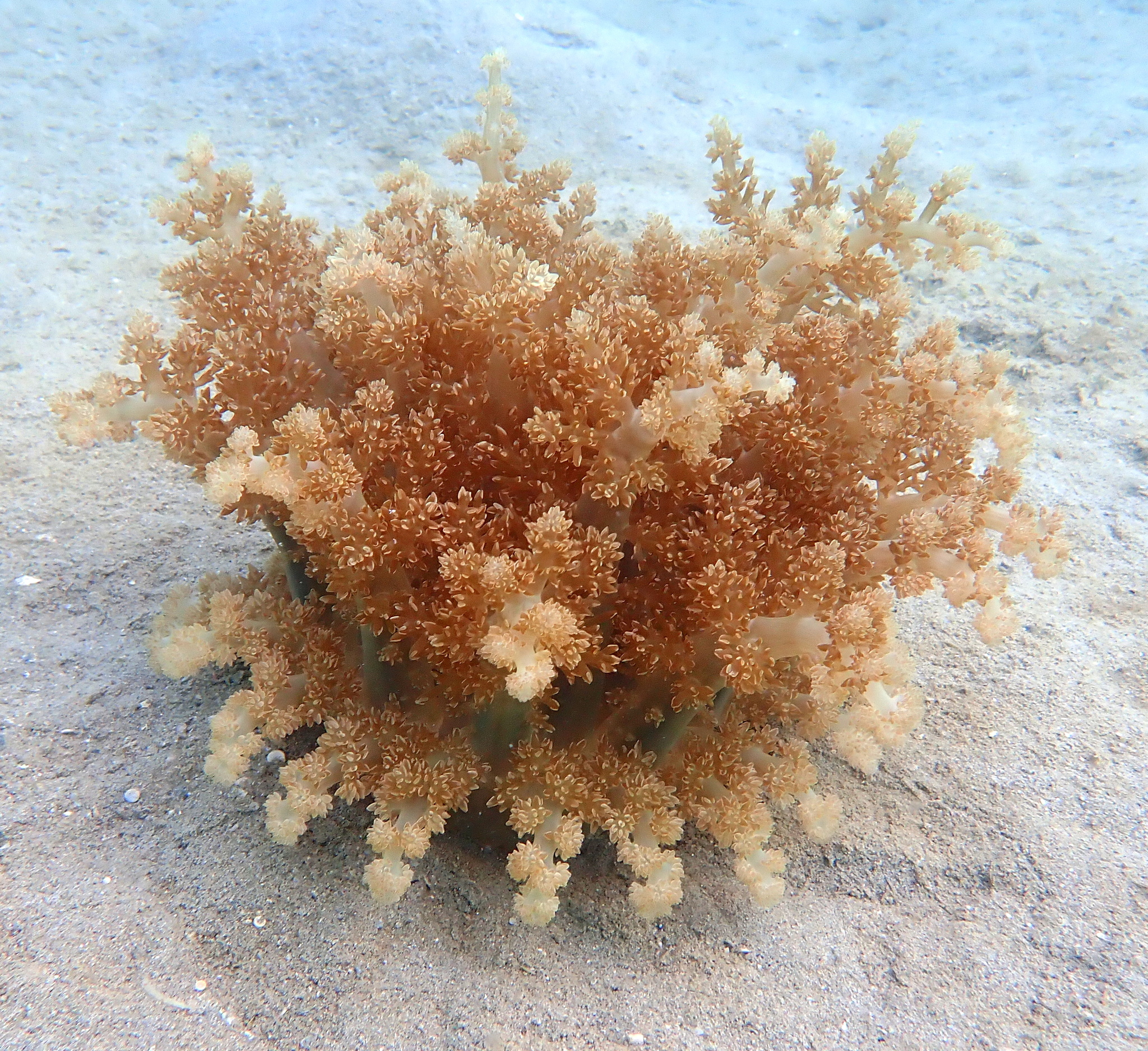 Actinodendron arboreum (Quoy & Gaimard, 1833)
