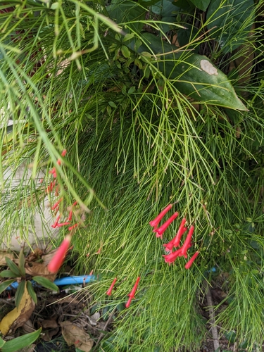 Image of Russelia equisetiformis by no rights reserved