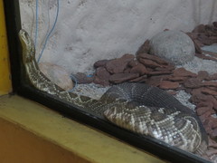 Crotalus durissus terrificus