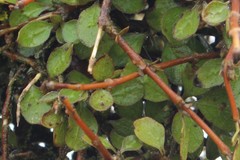 Coprosma rubra