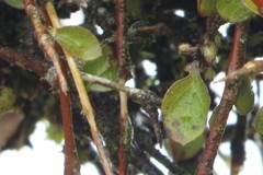 Coprosma rubra