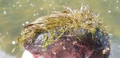 Podostemum ceratophyllum