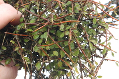Coprosma rubra