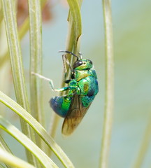 Stilbum