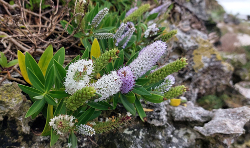 Chatham Islands hybrid hebe (Veronica chathamica)