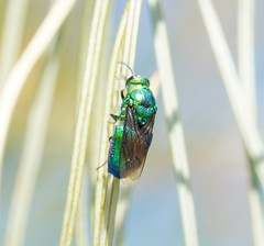 Stilbum