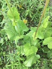 Psacalium silphiifolium