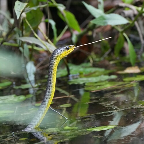 Common Tree Snake sighting