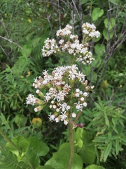 Psacalium silphiifolium