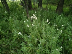 Achillea ptarmica