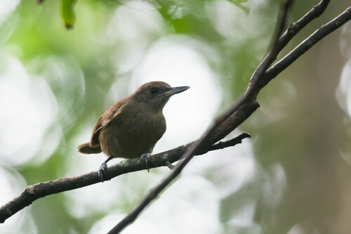 Fiji Shrikebill (Clytorhynchus vitiensis), photo 3