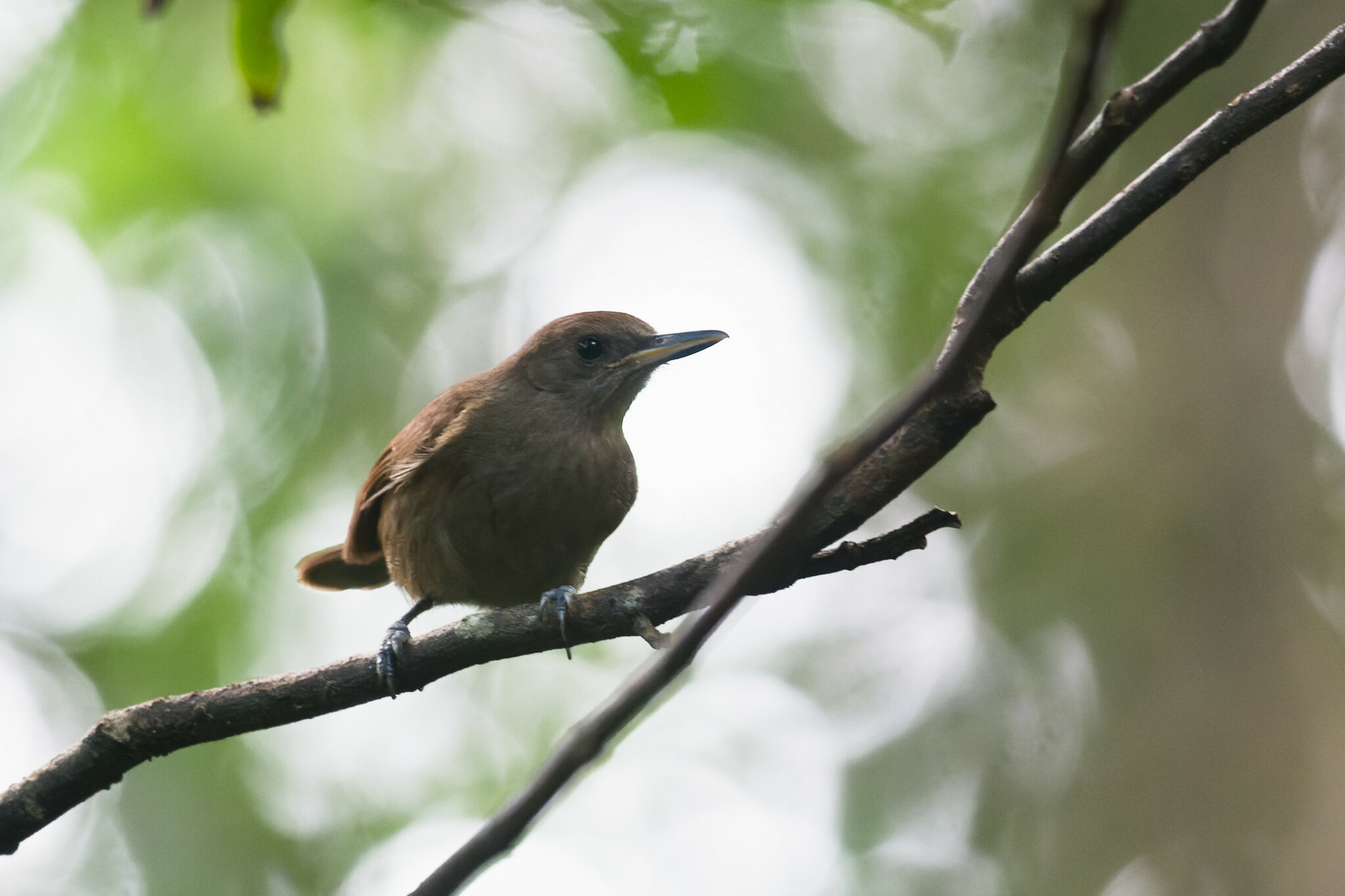 Fiji Shrikebill (Clytorhynchus vitiensis), photo 3