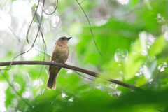 Fiji Whistler photo 4
