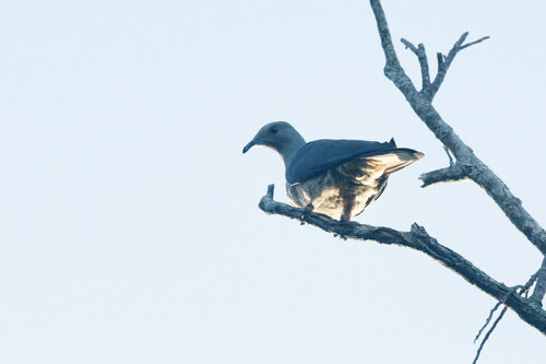 Barking Imperial Pigeon (Ducula latrans), photo 7