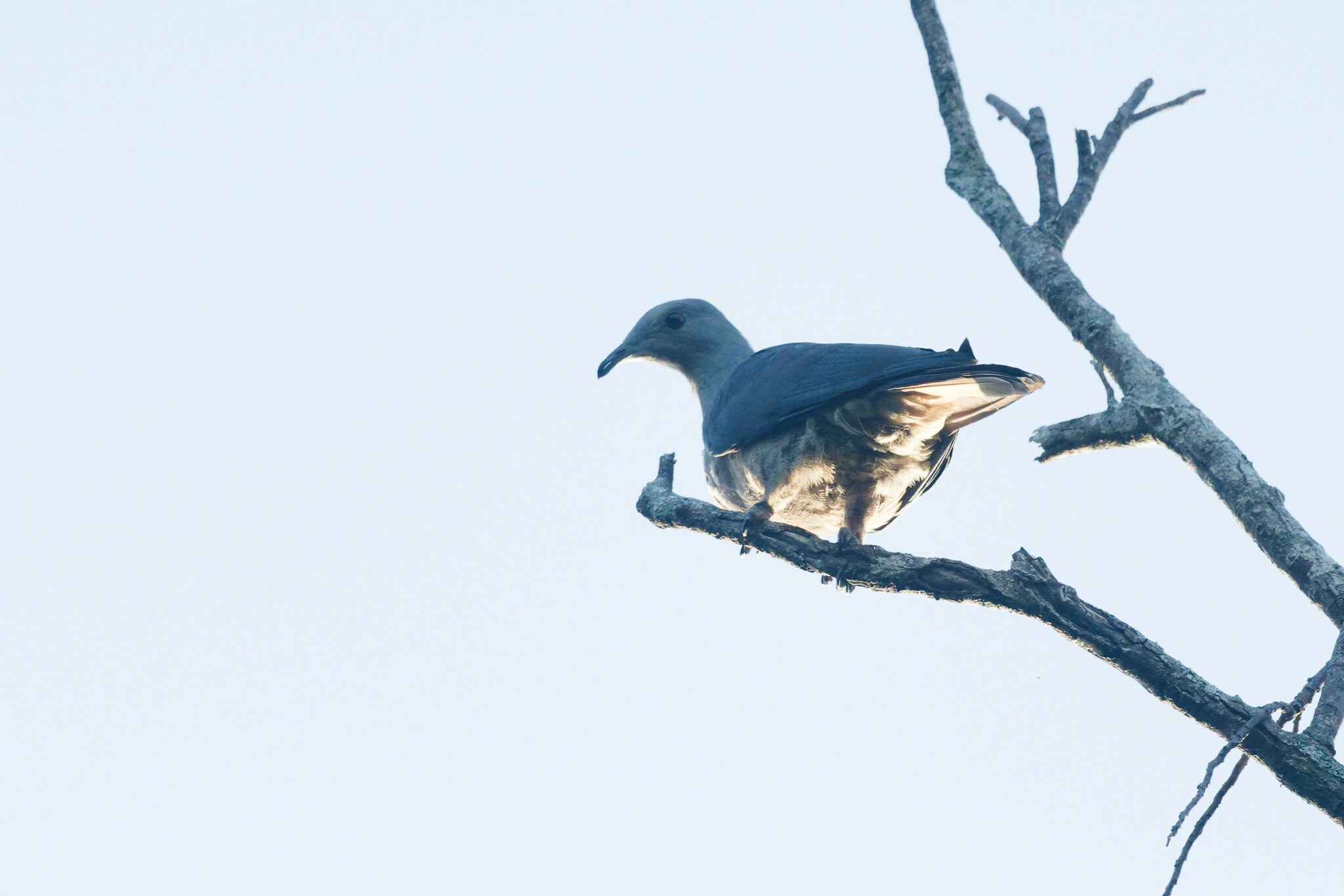 Barking Imperial Pigeon (Ducula latrans), photo 9