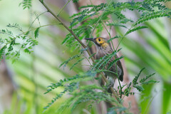 Kadavu Honeyeater photo 2