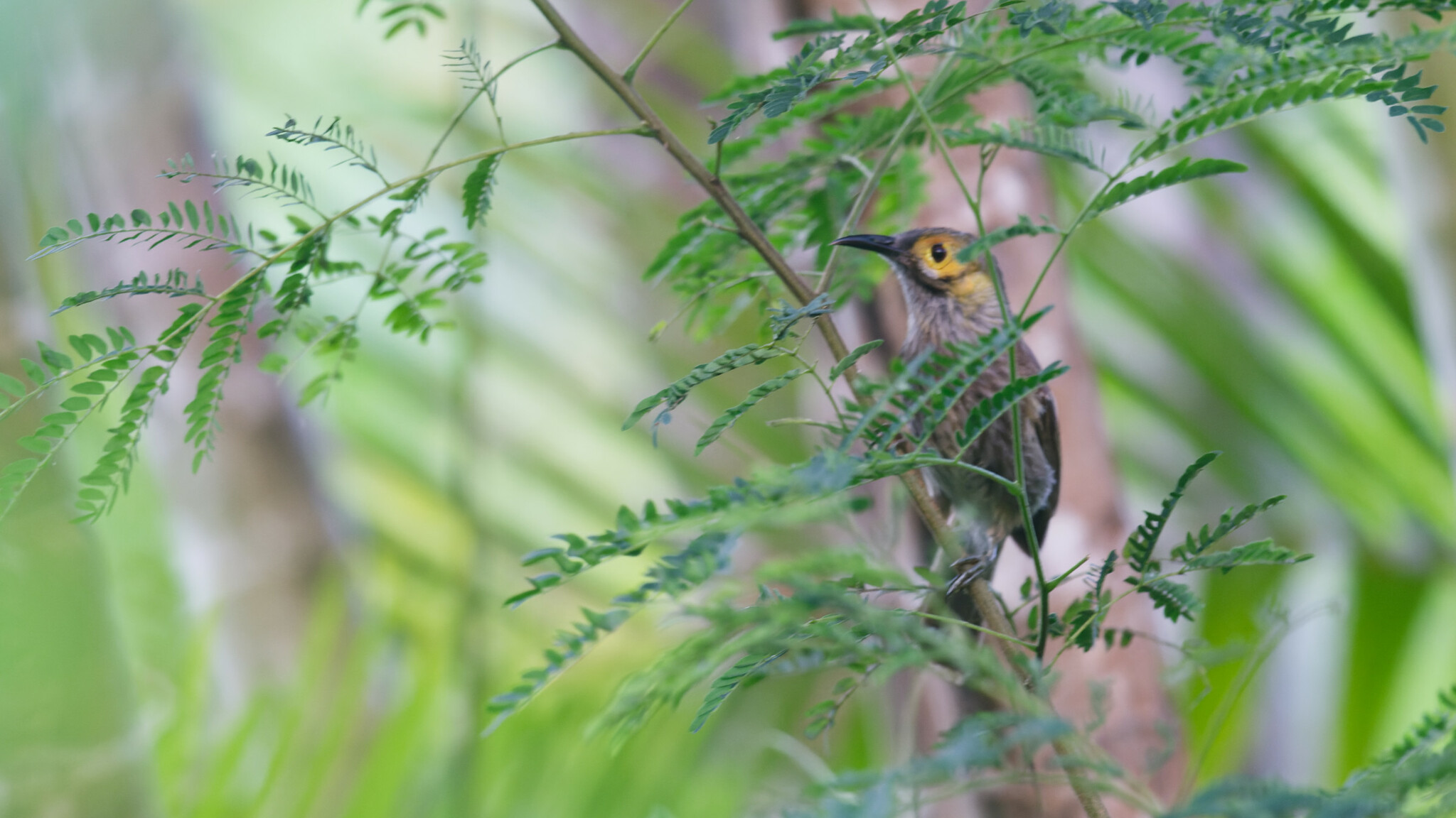 Kadavu Honeyeater (Meliphacator provocator), photo 1