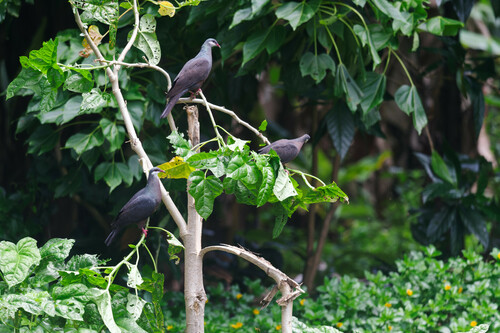 Metallic Pigeon (Columba vitiensis), photo 8