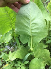 Psacalium silphiifolium