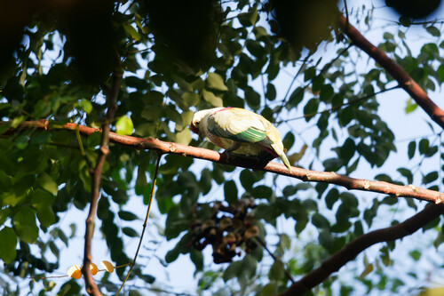 Many-colored Fruit Dove (Ptilinopus perousii), photo 7
