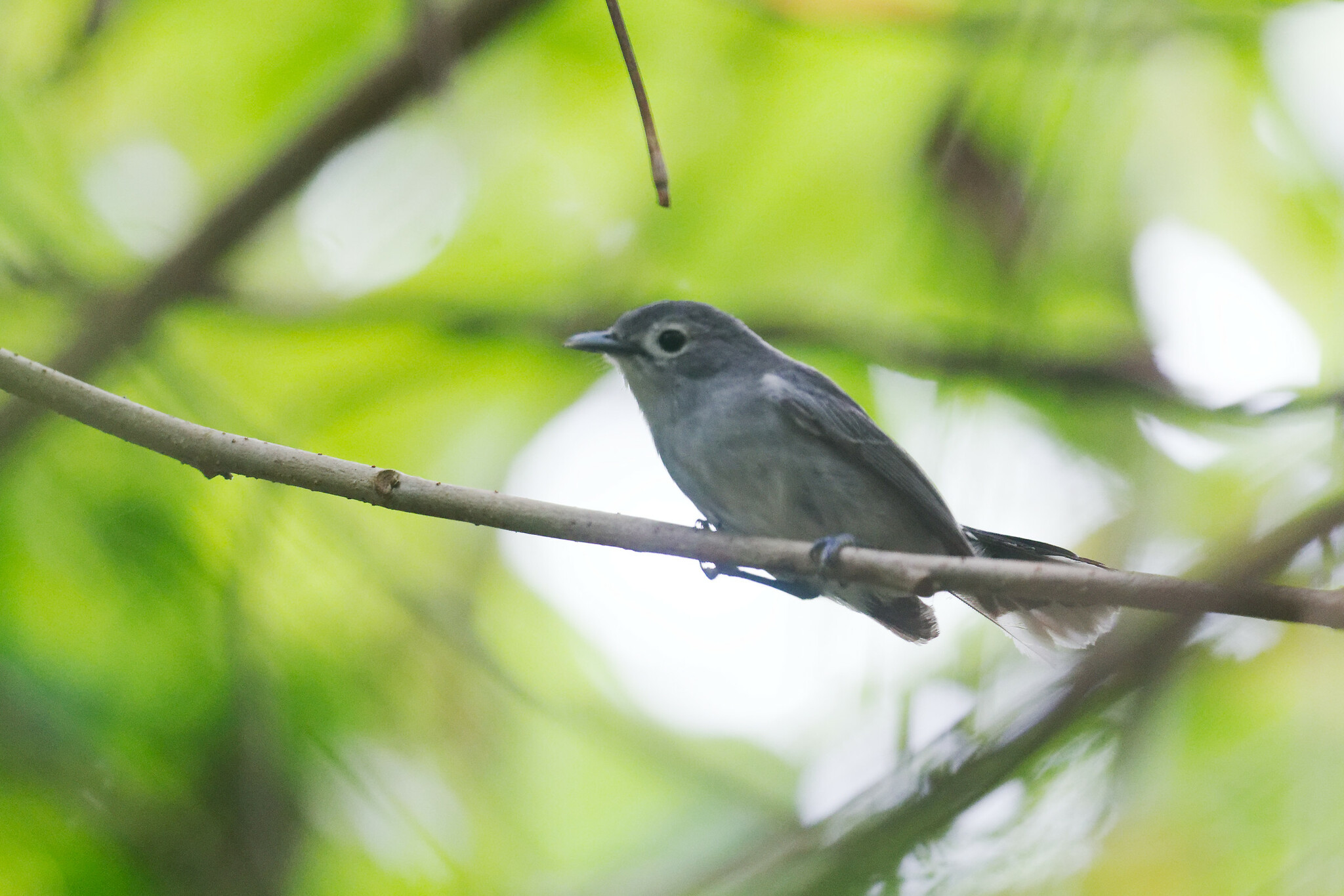 Slaty Monarch (Mayrornis lessoni), photo 1