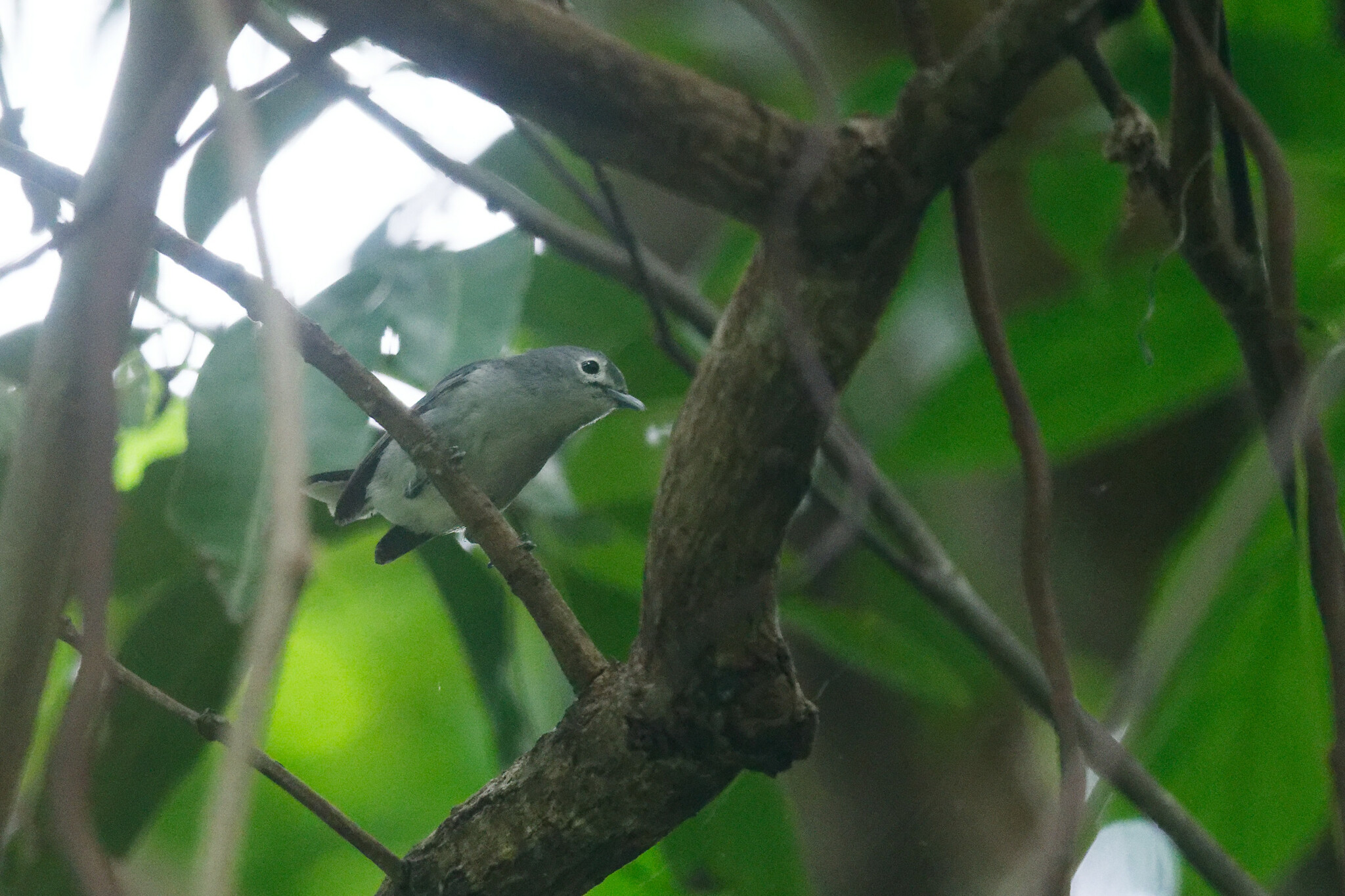 Slaty Monarch (Mayrornis lessoni), photo 2