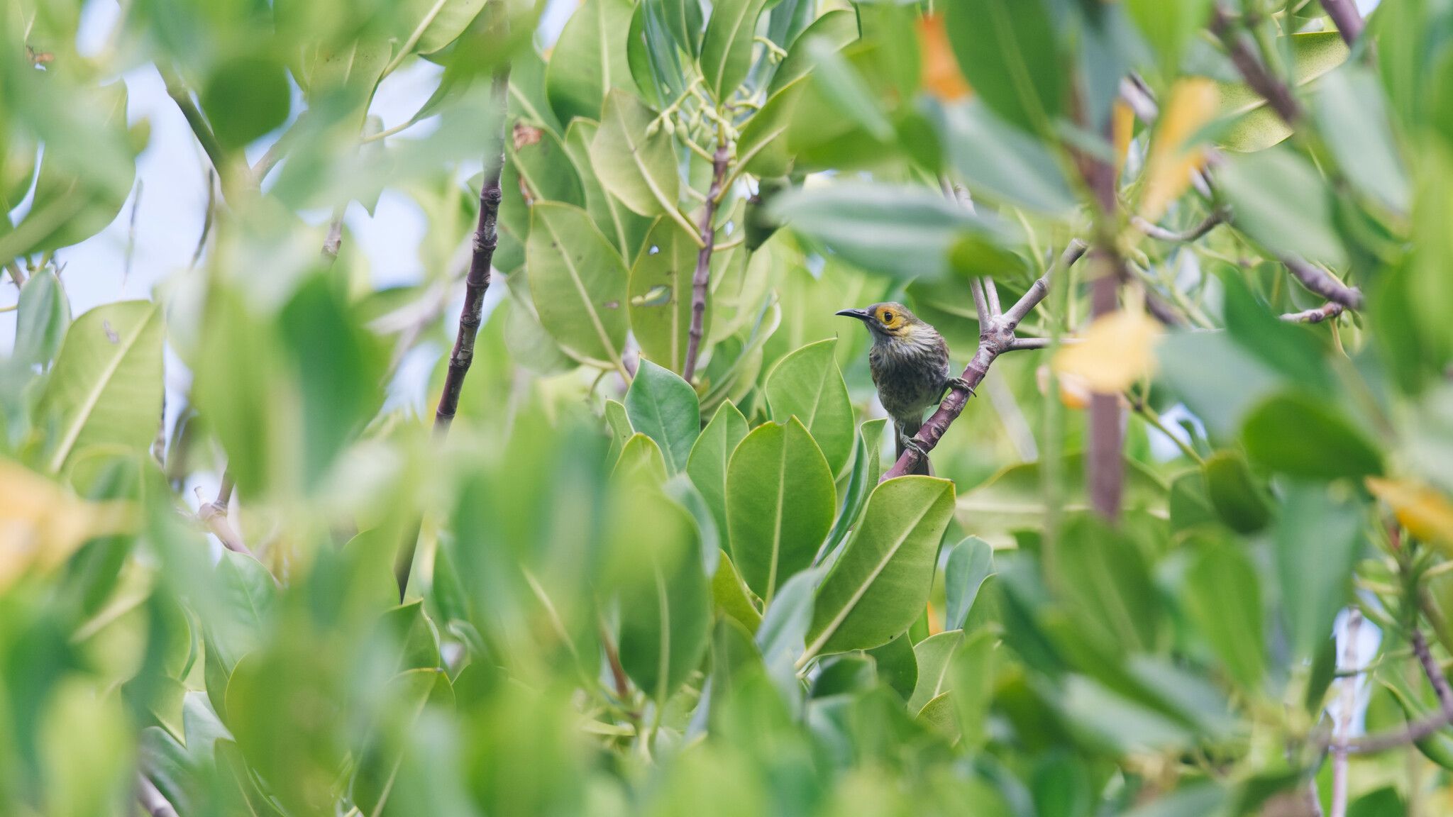 Kadavu Honeyeater (Meliphacator provocator), photo 5