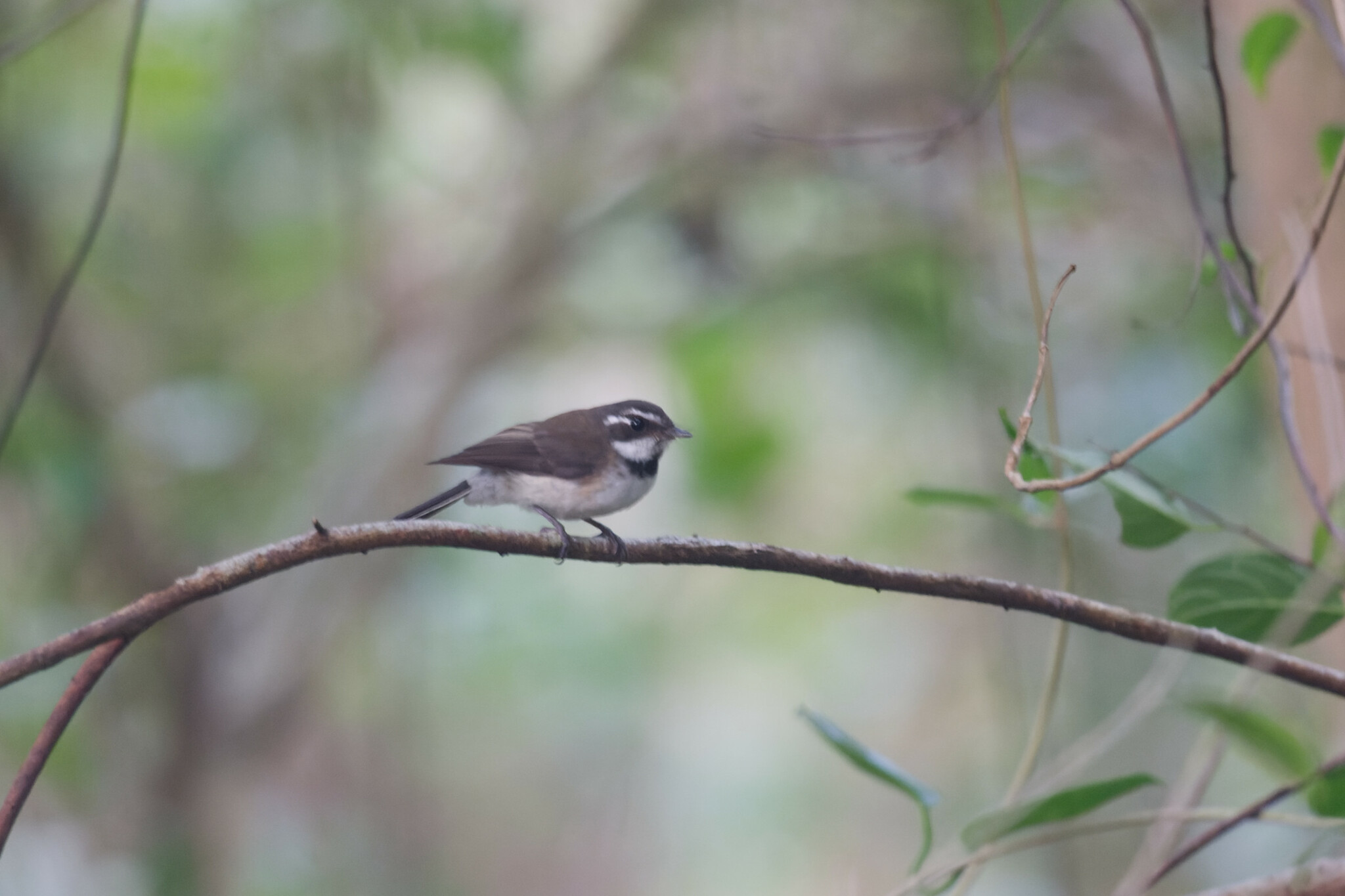Kadavu Fantail (Rhipidura personata), photo 3