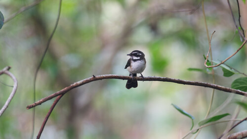 Kadavu Fantail (Rhipidura personata), photo 9