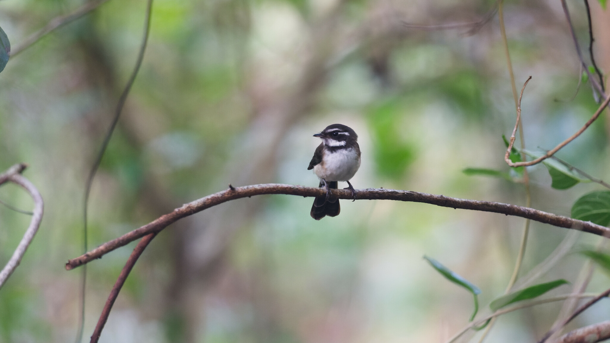 Kadavu Fantail (Rhipidura personata), photo 2