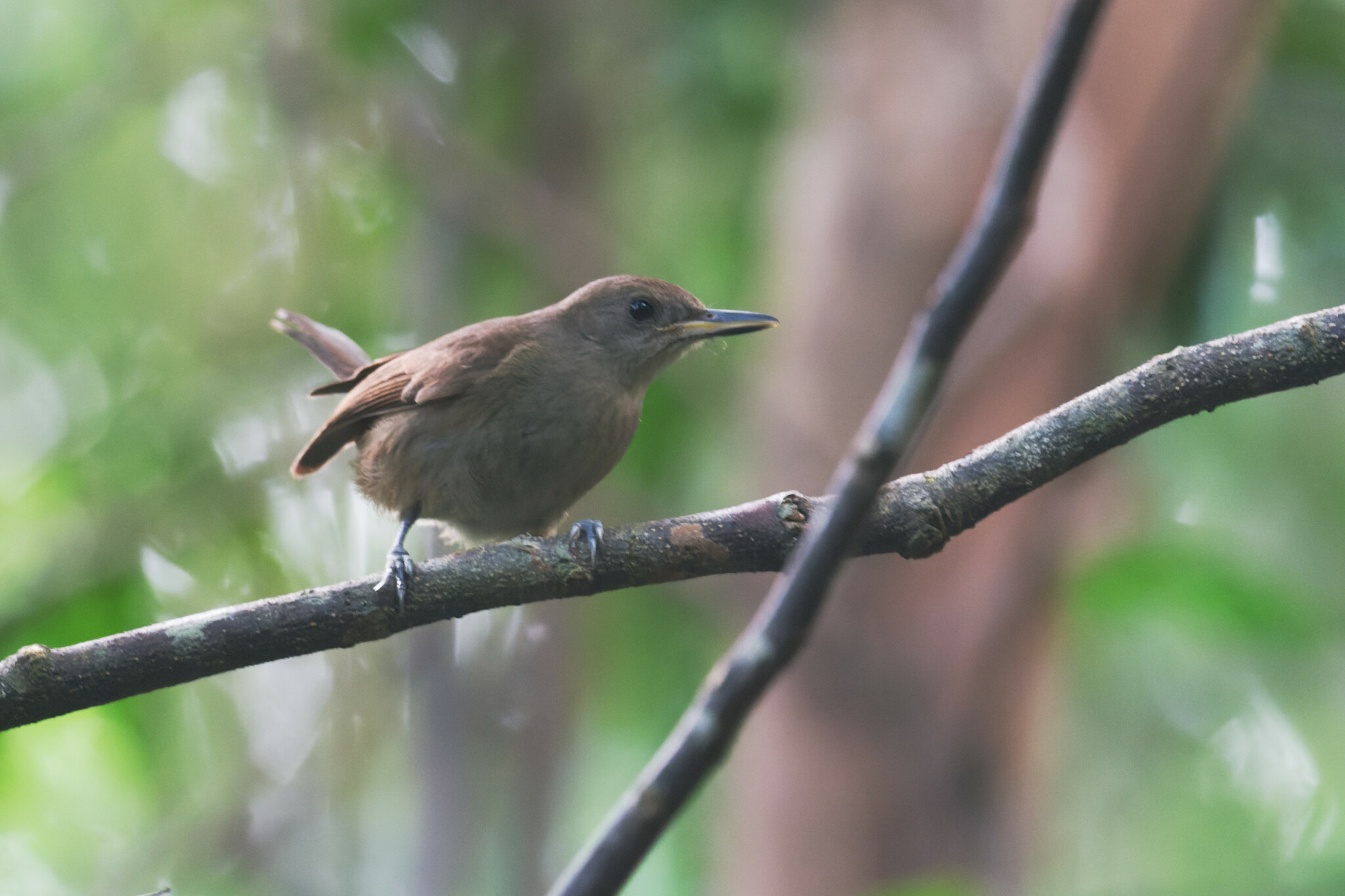 Fiji Shrikebill (Clytorhynchus vitiensis), photo 4