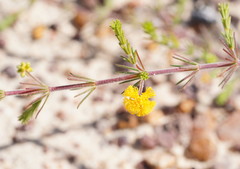 Lycopodiifoliae