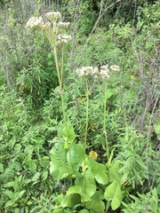 Psacalium silphiifolium