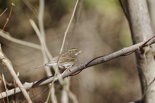 Yellow-browed Bunting, 中国北京市海淀区, photo 8 of 10