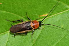 Pseudomops guerinianus