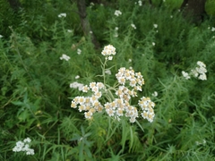 Achillea ptarmica