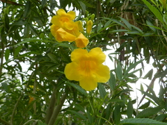 Tecoma stans