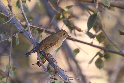 Ruiseñor coliazul (Tarsiger cyanurus)