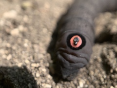 Proserpinus flavofasciata