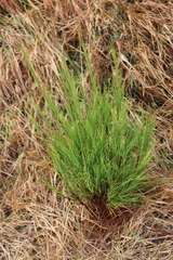Dracophyllum acerosum