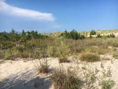 Schizachyrium littorale