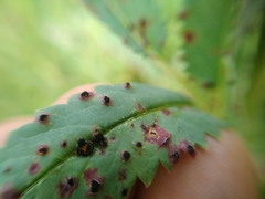 Xenodochus carbonarius