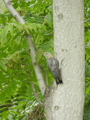 Melanerpes aurifrons
